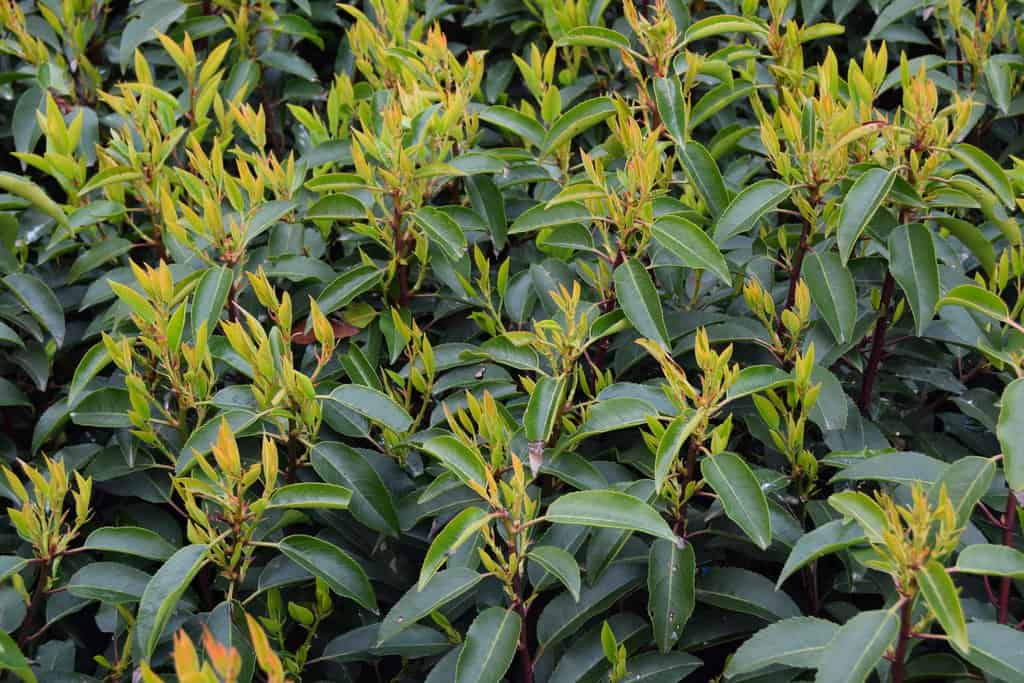 Prunus lusitanica 'Myrtifolia' ---